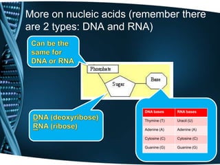 More on nucleic acids (remember there
are 2 types: DNA and RNA)

DNA bases

RNA bases

Thymine (T)

Uracil (U)

Adenine (A)

Adenine (A)

Cytosine (C)

Cytosine (C)

Guanine (G)

Guanine (G)

 
