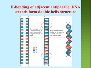 Nucleic acids | PPT