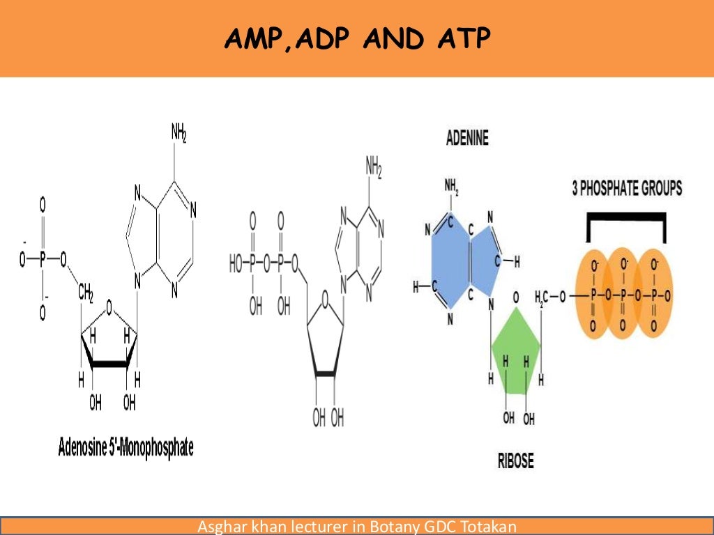 Nucleic acids
