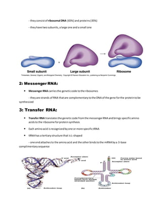 Messenger Dna structure of Nucleic acids | DOCX