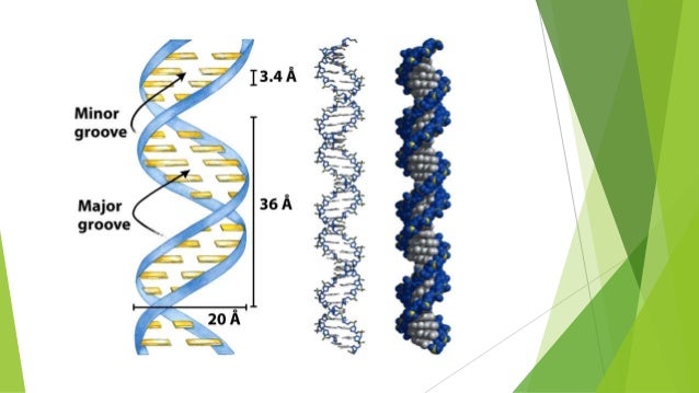 download free nucleic acid structure download free nucleic acid structure
