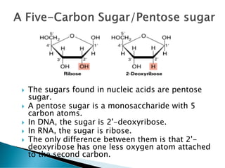  The sugars found in nucleic acids are pentose
sugar.
 A pentose sugar is a monosaccharide with 5
carbon atoms.
 In DNA, the sugar is 2'-deoxyribose.
 In RNA, the sugar is ribose.
 The only difference between them is that 2'-
deoxyribose has one less oxygen atom attached
to the second carbon.
 
