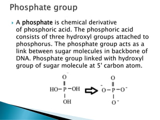  A phosphate is chemical derivative
of phosphoric acid. The phosphoric acid
consists of three hydroxyl groups attached to
phosphorus. The phosphate group acts as a
link between sugar molecules in backbone of
DNA. Phosphate group linked with hydroxyl
group of sugar molecule at 5' carbon atom.
 