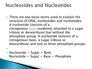  There are two basic terms used to explain the
structure of DNA, nucleosides and nucleotides.
A nucleoside consists of a
nitrogenous base covalently attached to a sugar
(ribose or deoxyribose) but without the
phosphate group. A nucleotide consists of a
nitrogenous base, a sugar (ribose or
deoxyribose) and one to three phosphate groups.

 Nucleoside = Sugar + Base
Nucleotide = Sugar + Base + Phosphate
 