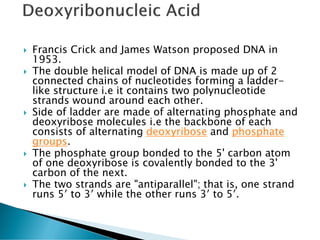  Francis Crick and James Watson proposed DNA in
1953.
 The double helical model of DNA is made up of 2
connected chains of nucleotides forming a ladder-
like structure i.e it contains two polynucleotide
strands wound around each other.
 Side of ladder are made of alternating phosphate and
deoxyribose molecules i.e the backbone of each
consists of alternating deoxyribose and phosphate
groups.
 The phosphate group bonded to the 5' carbon atom
of one deoxyribose is covalently bonded to the 3'
carbon of the next.
 The two strands are "antiparallel"; that is, one strand
runs 5′ to 3′ while the other runs 3′ to 5′.
 