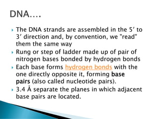  The DNA strands are assembled in the 5′ to
3′ direction and, by convention, we "read"
them the same way
 Rung or step of ladder made up of pair of
nitrogen bases bonded by hydrogen bonds
 Each base forms hydrogen bonds with the
one directly opposite it, forming base
pairs (also called nucleotide pairs).
 3.4 Å separate the planes in which adjacent
base pairs are located.
 