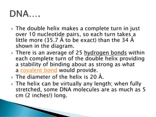 The double helix makes a complete turn in just
over 10 nucleotide pairs, so each turn takes a
little more (35.7 Å to be exact) than the 34 Å
shown in the diagram.
 There is an average of 25 hydrogen bonds within
each complete turn of the double helix providing
a stability of binding about as strong as what
a covalent bond would provide.
 The diameter of the helix is 20 Å.
 The helix can be virtually any length; when fully
stretched, some DNA molecules are as much as 5
cm (2 inches!) long.
 