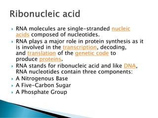  RNA molecules are single-stranded nucleic
acids composed of nucleotides.
 RNA plays a major role in protein synthesis as it
is involved in the transcription, decoding,
and translation of the genetic code to
produce proteins.
 RNA stands for ribonucleic acid and like DNA,
RNA nucleotides contain three components:
 A Nitrogenous Base
 A Five-Carbon Sugar
 A Phosphate Group
 