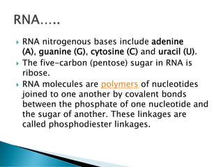  RNA nitrogenous bases include adenine
(A), guanine (G), cytosine (C) and uracil (U).
 The five-carbon (pentose) sugar in RNA is
ribose.
 RNA molecules are polymers of nucleotides
joined to one another by covalent bonds
between the phosphate of one nucleotide and
the sugar of another. These linkages are
called phosphodiester linkages.
 