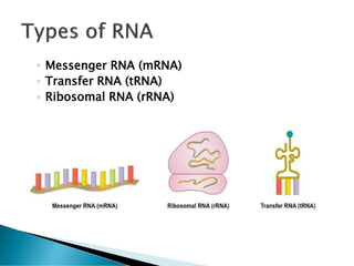 ◦ Messenger RNA (mRNA)
◦ Transfer RNA (tRNA)
◦ Ribosomal RNA (rRNA)
 