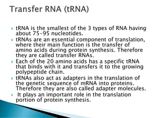  tRNA is the smallest of the 3 types of RNA having
about 75-95 nucleotides.
 tRNAs are an essential component of translation,
where their main function is the transfer of
amino acids during protein synthesis. Therefore
they are called transfer RNAs.
 Each of the 20 amino acids has a specific tRNA
that binds with it and transfers it to the growing
polypeptide chain.
 tRNAs also act as adapters in the translation of
the genetic sequence of mRNA into proteins.
Therefore they are also called adapter molecules.
 It plays an important role in the translation
portion of protein synthesis.
 