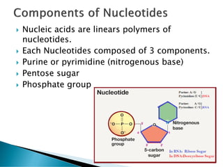  Nucleic acids are linears polymers of
nucleotides.
 Each Nucleotides composed of 3 components.
 Purine or pyrimidine (nitrogenous base)
 Pentose sugar
 Phosphate group
 