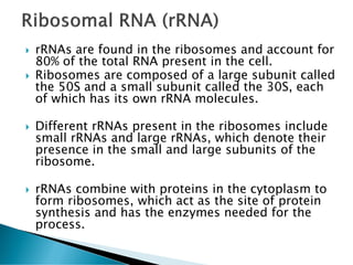  rRNAs are found in the ribosomes and account for
80% of the total RNA present in the cell.
 Ribosomes are composed of a large subunit called
the 50S and a small subunit called the 30S, each
of which has its own rRNA molecules.
 Different rRNAs present in the ribosomes include
small rRNAs and large rRNAs, which denote their
presence in the small and large subunits of the
ribosome.
 rRNAs combine with proteins in the cytoplasm to
form ribosomes, which act as the site of protein
synthesis and has the enzymes needed for the
process.
 