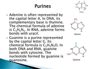  Adenine is often represented by
the capital letter A. In DNA, its
complementary base is thymine.
The chemical formula of adenine
is C​5H5N5. In RNA, adenine forms
bonds with uracil.
 Guanine is a purine represented
by the capital letter G. Its
chemical formula is C5H5N5O. In
both DNA and RNA, guanine
bonds with cytosine. The
nucleotide formed by guanine is
guanosine.
Purines
 