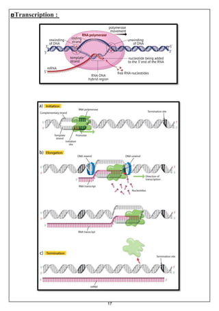 17
◘Transcription :
 