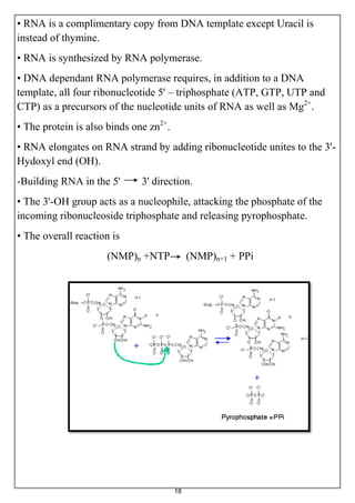 18
• RNA is a complimentary copy from DNA template except Uracil is
instead of thymine.
• RNA is synthesized by RNA polymerase.
• DNA dependant RNA polymerase requires, in addition to a DNA
template, all four ribonucleotide 5' – triphosphate (ATP, GTP, UTP and
CTP) as a precursors of the nucleotide units of RNA as well as Mg2+
.
• The protein is also binds one zn2+
.
• RNA elongates on RNA strand by adding ribonucleotide unites to the 3'-
Hydoxyl end (OH).
-Building RNA in the 5' 3' direction.
• The 3'-OH group acts as a nucleophile, attacking the phosphate of the
incoming ribonucleoside triphosphate and releasing pyrophosphate.
• The overall reaction is
(NMP)n +NTP (NMP)n+1 + PPi
 