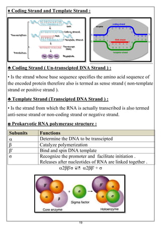 19
♦ Coding Strand and Template Strand :
♣ Coding Strand ( Un-transcipted DNA Strand ) :
• Is the strand whose base sequence specifies the amino acid sequence of
the encoded protein therefore also is termed as sense strand ( non-template
strand or positive strand ).
♣ Template Strand (Transcipted DNA Strand ) :
• Is the strand from which the RNA is actually transcribed is also termed
anti-sense strand or non-coding strand or negative strand.
◘ Prokaryotic RNA polymerase structure :
FunctionsSubunits
Determine the DNA to be transcipted
Catalyze polymerizationβ
Bind and spin DNA template'β
Recognize the promoter and facilitate initiation .
Releases after nucleotides of RNA are linked together .
σ
2ββ'σ 2ββ' + σ
 