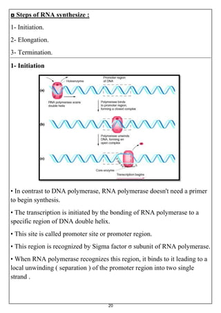 20
◘ Steps of RNA synthesize :
1- Initiation.
2- Elongation.
3- Termination.
1- Initiation
• In contrast to DNA polymerase, RNA polymerase doesn't need a primer
to begin synthesis.
• The transcription is initiated by the bonding of RNA polymerase to a
specific region of DNA double helix.
• This site is called promoter site or promoter region.
• This region is recognized by Sigma factor σ subunit of RNA polymerase.
• When RNA polymerase recognizes this region, it binds to it leading to a
local unwinding ( separation ) of the promoter region into two single
strand .
 