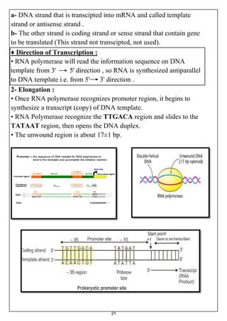 21
a- DNA strand that is transcipted into mRNA and called template
strand or antisense strand .
b- The other strand is coding strand or sense strand that contain gene
to be translated (This strand not transcipted, not used).
♦ Direction of Transcription :
• RNA polymerase will read the information sequence on DNA
template from 3' 5' direction , so RNA is synthesized antiparallel
to DNA template i.e. from 5' 3' direction .
2- Elongation :
• Once RNA polymerase recognizes promoter region, it begins to
synthesize a transcript (copy) of DNA template.
• RNA Polymerase recognize the TTGACA region and slides to the
TATAAT region, then opens the DNA duplex.
• The unwound region is about 17±1 bp.
 