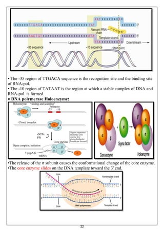 22
• The -35 region of TTGACA sequence is the recognition site and the binding site
of RNA-pol.
• The -10 region of TATAAT is the region at which a stable complex of DNA and
RNA-pol. is formed.
♦ DNA polymerase Holoenzyme:
•The release of the σ subunit causes the conformational change of the core enzyme.
•The core enzyme slides on the DNA template toward the 3' end.
 