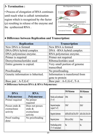 23
3- Termination :
• Process of elongation of RNA continues
until reach what is called: termination
region which is recognized by rho factor
(ρ) resulting in release of the enzyme and
the synthesized RNA .
♦ Difference between Replication and Transcription:
TranscriptionReplication
New RNA is formedNew DNA is formed
DNA –RNA hybrid complexDNA-DNA hybrid complex
RNA polymerase enzyme.DNA polymerase enzyme.
Primer not requiredPrimer is required
Ribonucleotides usedDeoxyrinonucleotides used
Very small portion of genome
transcribed
Entire genome is copied.
No proofreading.Proofreading
Information is transferred from
gene to protein
Genetic information is Inherited.
Base pair : A-U,G-C, T-ABase pair : A-T,G-C
♦ Difference between DNA & RNA Polymerase:
RNA
Polymerase
DNA
Polymerase
No primer
required
Primer required
Does not posses
endo &
exonuclease
activity
Posses endo &
exonuclease
activity
No proofreadingProof reading
done
 