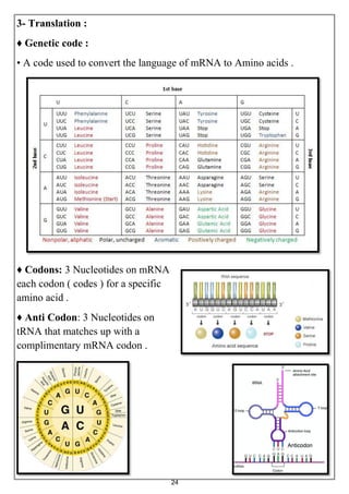 24
3- Translation :
♦ Genetic code :
• A code used to convert the language of mRNA to Amino acids .
♦ Codons: 3 Nucleotides on mRNA
each codon ( codes ) for a specific
amino acid .
♦ Anti Codon: 3 Nucleotides on
tRNA that matches up with a
complimentary mRNA codon .
 