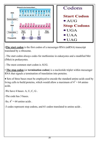 25
•The start codon is the first codon of a messenger RNA (mRNA) transcript
translated by a ribosome.
- The start codon always codes for methionine in eukaryotes and a modified Met
(fMet) in prokaryotes.
- The most common start codon is AUG.
• The stop codon (or termination codon) is a nucleotide triplet within messenger
RNA that signals a termination of translation into proteins.
♦ Sets of three bases must be employed to encode the standard amino acids used by
living cells to build proteins, which would allow a maximum of 43
= 64 amino
acids.
-We have 4 bases: A, U, C, G .
-The code has 3 bases.
-So, 43
= 64 amino acids .
-3 codes represent stop codons, and 61 codon translated to amino acids .
 