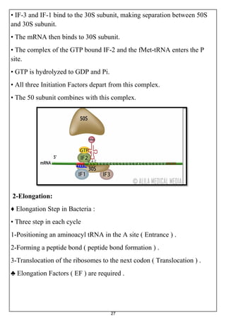27
• IF-3 and IF-1 bind to the 30S subunit, making separation between 50S
and 30S subunit.
• The mRNA then binds to 30S subunit.
• The complex of the GTP bound IF-2 and the fMet-tRNA enters the P
site.
• GTP is hydrolyzed to GDP and Pi.
• All three Initiation Factors depart from this complex.
• The 50 subunit combines with this complex.
2-Elongation:
♦ Elongation Step in Bacteria :
• Three step in each cycle
1-Positioning an aminoacyl tRNA in the A site ( Entrance ) .
2-Forming a peptide bond ( peptide bond formation ) .
3-Translocation of the ribosomes to the next codon ( Translocation ) .
♣ Elongation Factors ( EF ) are required .
 