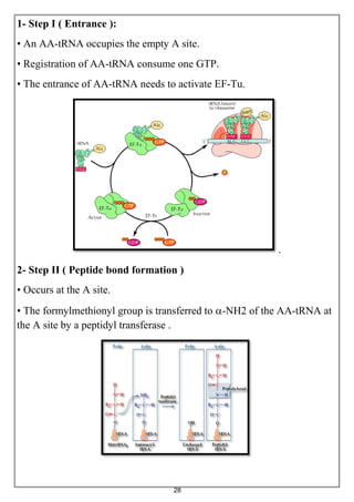 28
1- Step I ( Entrance ):
• An AA-tRNA occupies the empty A site.
• Registration of AA-tRNA consume one GTP.
• The entrance of AA-tRNA needs to activate EF-Tu.
.
2- Step II ( Peptide bond formation )
• Occurs at the A site.
• The formylmethionyl group is transferred to -NH2 of the AA-tRNA at
the A site by a peptidyl transferase .
 