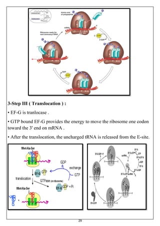 29
3-Step III ( Translocation ) :
• EF-G is tranlocase .
• GTP bound EF-G provides the energy to move the ribosome one codon
toward the 3' end on mRNA .
• After the translocation, the uncharged tRNA is released from the E-site.
 