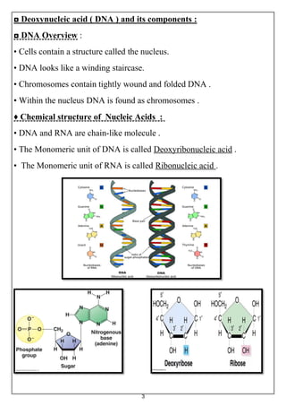 3
◘ Deoxynucleic acid ( DNA ) and its components :
◘ DNA Overview :
• Cells contain a structure called the nucleus.
• DNA looks like a winding staircase.
• Chromosomes contain tightly wound and folded DNA .
• Within the nucleus DNA is found as chromosomes .
♦ Chemical structure of Nucleic Acids :
• DNA and RNA are chain-like molecule .
• The Monomeric unit of DNA is called Deoxyribonucleic acid .
• The Monomeric unit of RNA is called Ribonucleic acid .
 