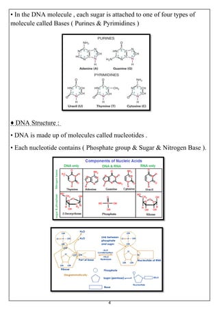 4
• In the DNA molecule , each sugar is attached to one of four types of
molecule called Bases ( Purines & Pyrimidines )
♦ DNA Structure :
• DNA is made up of molecules called nucleotides .
• Each nucleotide contains ( Phosphate group & Sugar & Nitrogen Base ).
 