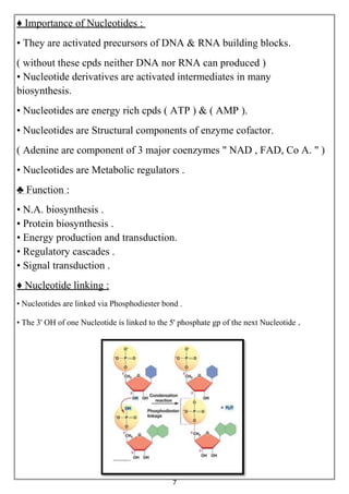 7
♦ Importance of Nucleotides :
• They are activated precursors of DNA & RNA building blocks.
( without these cpds neither DNA nor RNA can produced )
• Nucleotide derivatives are activated intermediates in many
biosynthesis.
• Nucleotides are energy rich cpds ( ATP ) & ( AMP ).
• Nucleotides are Structural components of enzyme cofactor.
( Adenine are component of 3 major coenzymes " NAD , FAD, Co A. " )
• Nucleotides are Metabolic regulators .
♣ Function :
• N.A. biosynthesis .
• Protein biosynthesis .
• Energy production and transduction.
• Regulatory cascades .
• Signal transduction .
♦ Nucleotide linking :
• Nucleotides are linked via Phosphodiester bond .
• The 3' OH of one Nucleotide is linked to the 5' phosphate gp of the next Nucleotide .
 