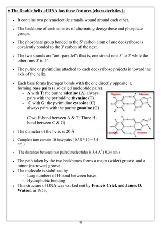 9
♦ The Double helix of DNA has these features (characteristics ):
 It contains two polynucleotide strands wound around each other.
 The backbone of each consists of alternating deoxyribose and phosphate
groups.
 The phosphate group bonded to the 5' carbon atom of one deoxyribose is
covalently bonded to the 3' carbon of the next.
 The two strands are "anti-parallel"; that is, one strand runs 5′ to 3′ while the
other runs 3′ to 5′.
 The purine or pyrimidine attached to each deoxyribose projects in toward the
axis of the helix.
 Each base forms hydrogen bonds with the one directly opposite it,
forming base pairs (also called nucleotide pairs).
- A with T: the purine adenine (A) always
pairs with the pyrimidine thymine (T)
- C with G: the pyrimidine cytosine (C)
always pairs with the purine guanine (G)
(Two H-bond between A & T; Three H-
bond between C & G)
 The diameter of the helix is 20 Å.
 Complete turn contain 10 base pairs ( 0.34 * 10 = 3.4
nm ) .
 The distances between two paired nucleotides is 3.4 A0
( 0.34 nm )
 The path taken by the two backbones forms a major (wider) groove and a
minor (narrower) groove .
 The molecule is stabilized by
- Larg numbers of H-bond between bases
- Hydrophobic bonding
 This structure of DNA was worked out by Francis Crick and James D.
Watson in 1953.
 