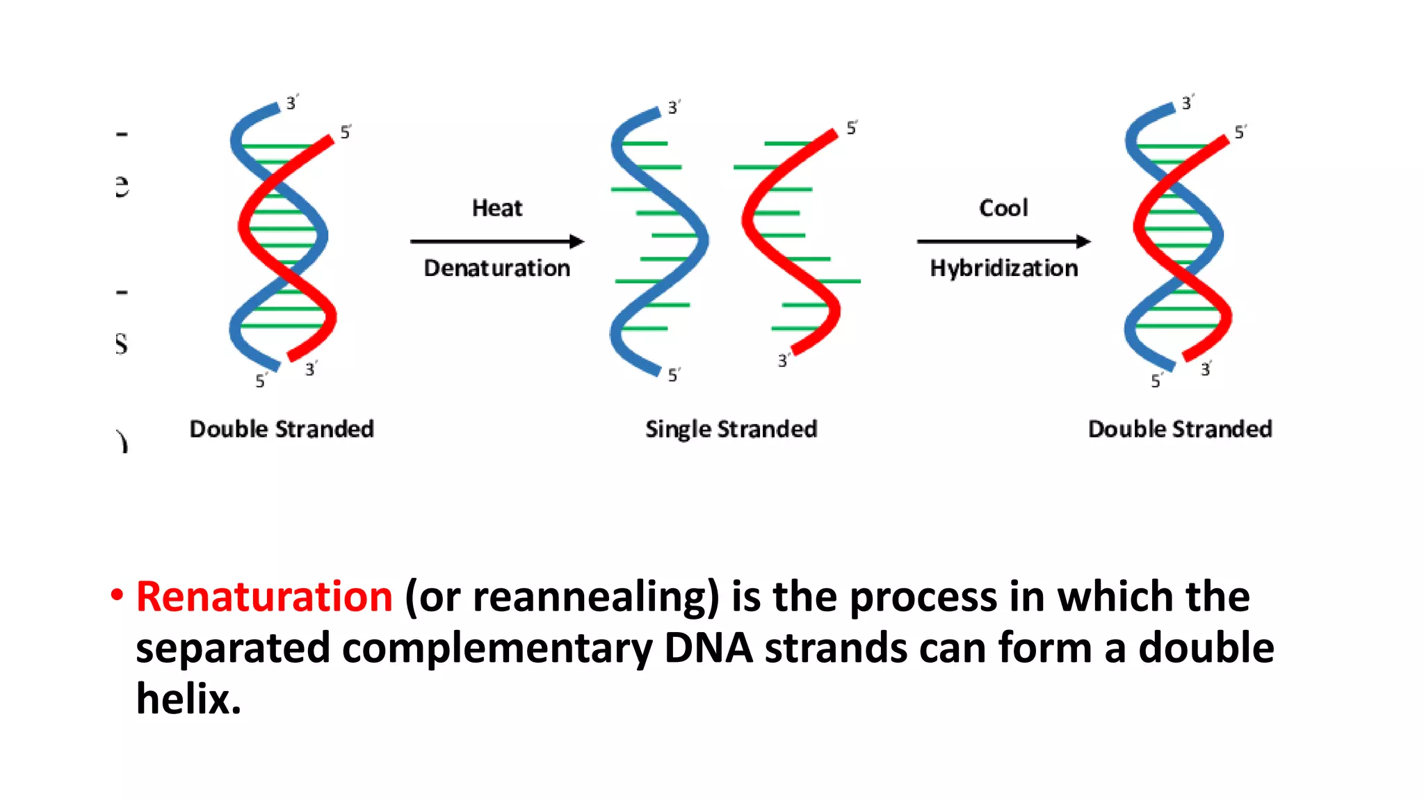 Chemistry of Nucleic acids | PDF