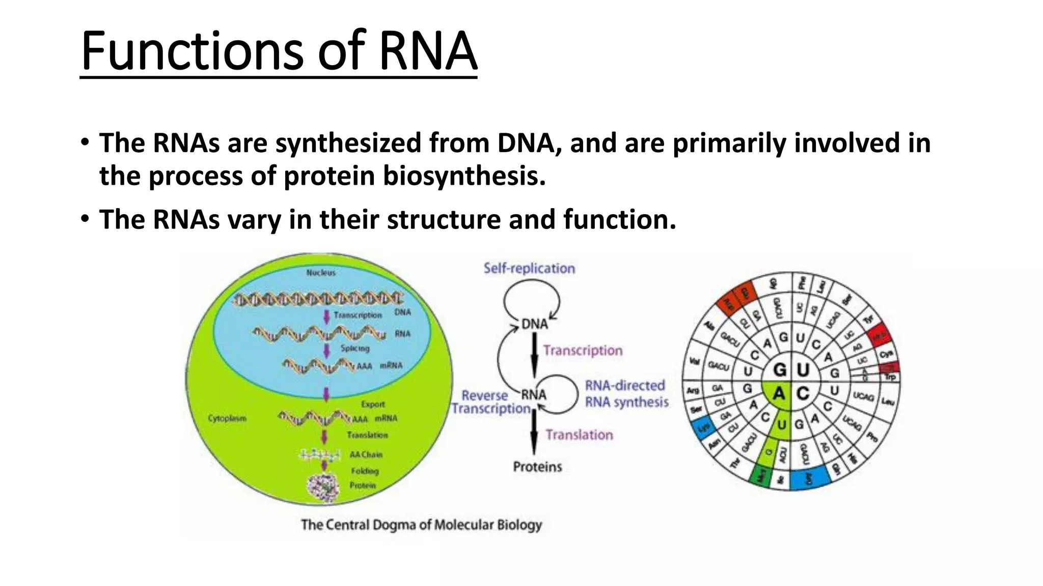 Chemistry of Nucleic acids | PDF