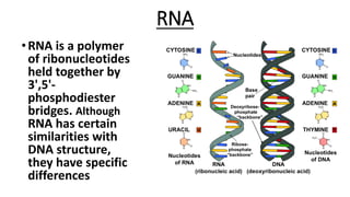 Chemistry of Nucleic acids | PDF