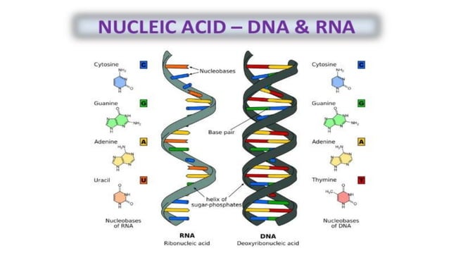 Chemistry of Nucleic acids | PDF