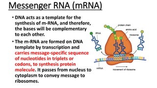 Messenger Dna Chemistry of Nucleic acids | PDF