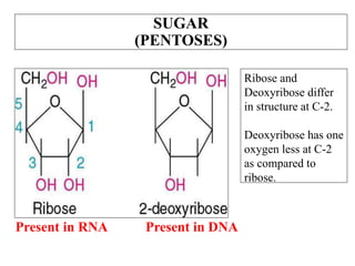 Pentose Ribose Structure LECTURE I NUCLEOTIDES CHEMISTRY AND SIGNIFICANCE NUCLEIC ACIDS.pptx