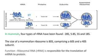 NUCLEIC ACIDS for BSc Optometry (Bio-Chemistry) | PPTX