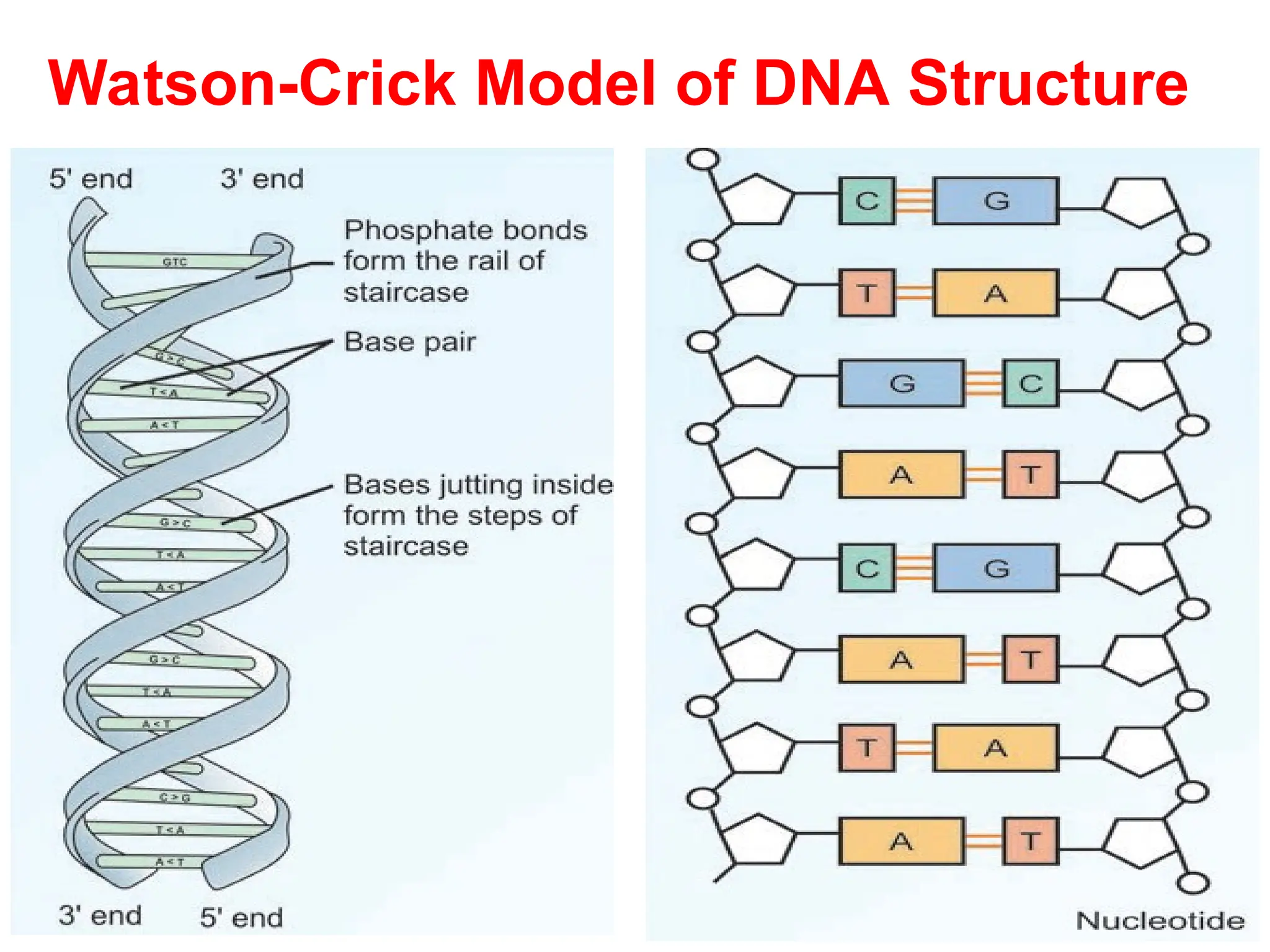 Watson-Crick Model of DNA Structure
 