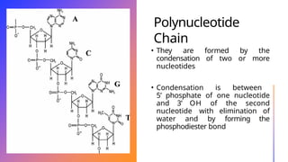 Polynucleotide
Chain
• They are formed by the
condensation of two or more
nucleotides
• Condensation is between
5’ phosphate of one nucleotide
and 3’ OH of the second
nucleotide with elimination of
water and by forming the
phosphodiester bond
 