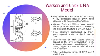 Watson and Crick DNA
Model
• They described the structure in 1953 using
X ray diffraction data of DNA fibers
obtained by R. Franklin and M. Wilkins.
• Watson, Crick and Wilkins were awarded
Nobel prize for Medicine for discovering
the molecular structure of DNA in 1962.
• DNA structure discovered by them
were popularly known as the B form of
DNA.
• Conformation of DNA would primarily
depend on the level of hydration, DNA
sequence, chemical modification of
bases, type and concentration of metal
ion in solution.
• Other well-known forms of DNA are A
and Z form.
 