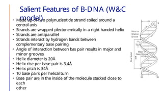 Salient Features of B-DNA (W&C
model)
• Made up of two polynucleotide strand coiled around a
central axis
• Strands are wrapped plectonemically in a right-handed helix
• Strands are antiparallel
• Strands interact by hydrogen bands between
complementary base pairing
• Angle of interaction between bas pair results in major and
minor grooves
• Helix diameter is 20Å
• Helix rise per base pair is 3.4Å
• Helix pitch is 34Å
• 10 base pairs per helical turn
• Base pair are in the inside of the molecule stacked close to
each
other
 