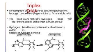 Triplex
DNA
• Long segment of DNA sequence containing polypurines
hydrogen bonded to a polypyrimidine to form a triple helix
• The third strandmakesthe hydrogen bond with
the existing duplex, and it enter at major groove
• Hydrogen bond formedbetweenthe third strandis
called as
hoogsteen hydrogen bonding
 