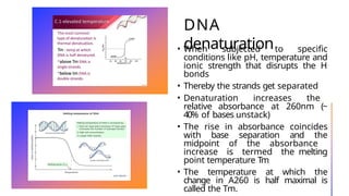 DNA
denaturation
• When subjected to specific
conditions like pH, temperature and
ionic strength that disrupts the H
bonds
• Thereby the strands get separated
• Denaturation increases the
relative absorbance at 260nm (~
40% of bases unstack)
• The rise in absorbance coincides
with base separation and the
midpoint of the absorbance
increase is termed the melting
point temperature Tm
• The temperature at which the
change in A260 is half maximal is
called the Tm.
 