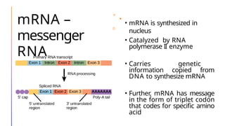 mRNA –
messenger
RNA
• mRNA is synthesized in
nucleus
• Catalyzed by RNA
polymerase II enzyme
• Carries genetic
information copied from
DNA to synthesize mRNA
• Further, mRNA has message
in the form of triplet codon
that codes for specific amino
acid
 