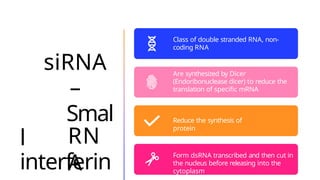siRNA
–
Smal
l
interferin
RN
A
Class of double stranded RNA, non-
coding RNA
Are synthesized by Dicer
(Endoribonuclease dicer) to reduce the
translation of specific mRNA
Reduce the synthesis of
protein
Form dsRNA transcribed and then cut in
the nucleus before releasing into the
cytoplasm
 