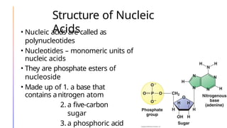 Structure of Nucleic
Acids
• Nucleic acids are called as
polynucleotides
• Nucleotides – monomeric units of
nucleic acids
• They are phosphate esters of
nucleoside
• Made up of 1. a base that
contains anitrogen atom
2. a five-carbon
sugar
3. a phosphoric acid
 